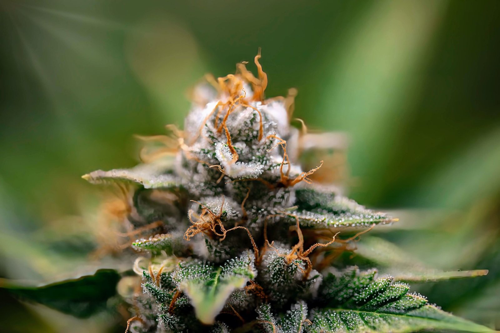 Livraison de cannabis à Paris : ce qu&rsquo;il faut savoir