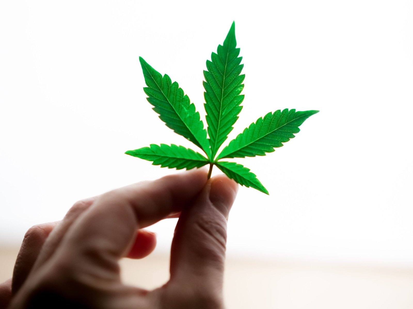 Le haschich, un produit ancestral toujours d&rsquo;actualité : histoire et renouveau qualitatif